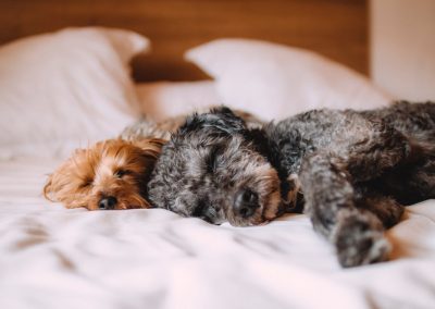 Dogs relaxing on bed at pet friendly apartment in Wilmington